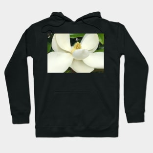 The Sweet White Magnolia Hoodie